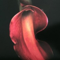 Screen Shot 2016-12-04 at 下午8.15.46.png