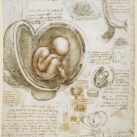 Leonardo_da_Vinci_-_Studies_of_the_foetus_in_the_womb.jpg