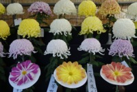 Chrysanthemum Show Today
